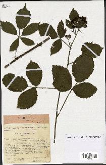 spécimen de Rubus macrostachys