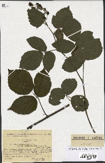 spécimen de Rubus tereticaulis