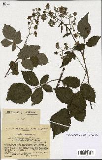 spécimen de Rubus tereticaulis