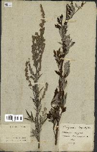 spécimen de Artemisia vulgaris