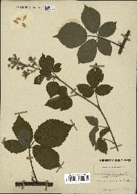 spécimen de Rubus danicus