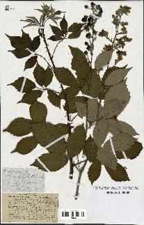 spécimen de Rubus thyrsoideus