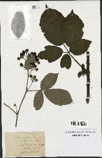 spécimen de Rubus pubescens