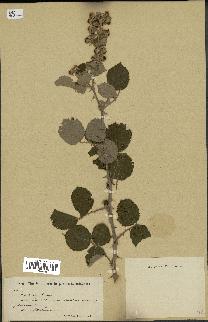 spécimen de Rubus sp.