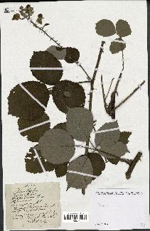 spécimen de Rubus sp.