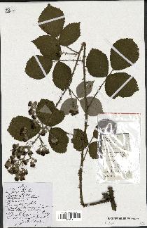 spécimen de Rubus sp.