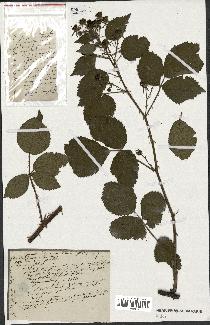 spécimen de Rubus sp.