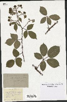 spécimen de Rubus lasiocladus