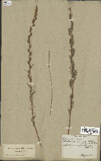 spécimen de Artemisia campestris