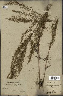 spécimen de Artemisia campestris