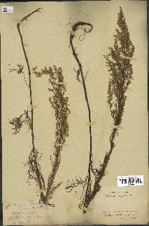 spécimen de Artemisia campestris