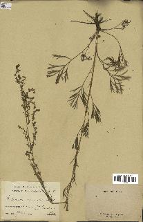 spécimen de Artemisia campestris