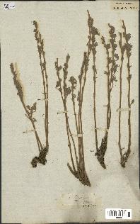 spécimen de Artemisia campestris