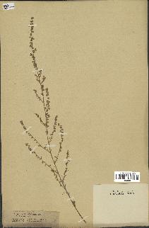 spécimen de Artemisia campestris