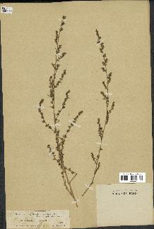 spécimen de Artemisia campestris