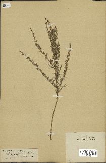 spécimen de Artemisia campestris