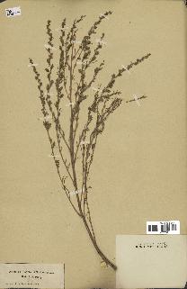 spécimen de Artemisia campestris