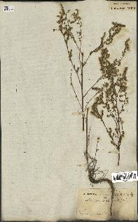 spécimen de Artemisia campestris