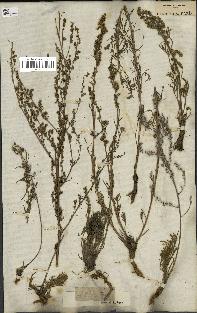 spécimen de Artemisia campestris