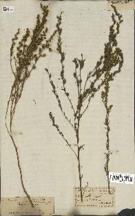 spécimen de Artemisia campestris