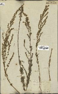 spécimen de Artemisia campestris