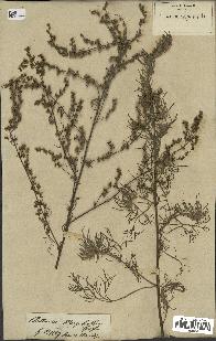 spécimen de Artemisia campestris