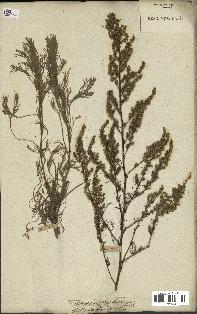 spécimen de Artemisia campestris