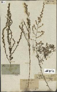 spécimen de Artemisia campestris