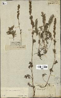 spécimen de Artemisia canescens