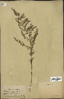 spécimen de Artemisia campestris