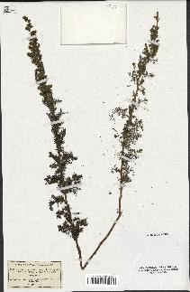 spécimen de Artemisia chamaemelifolia