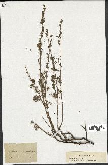 spécimen de Artemisia corymbosa