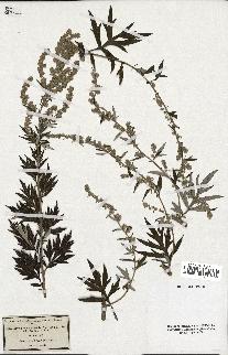 spécimen de Artemisia vulgaris