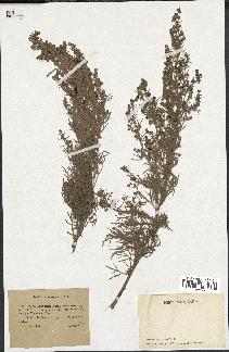 spécimen de Artemisia arborescens