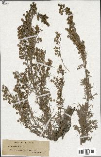 spécimen de Artemisia arborescens