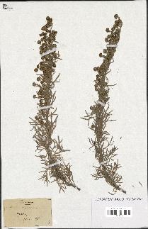 spécimen de Artemisia arborescens