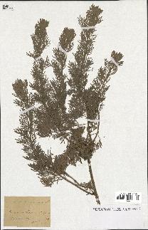 spécimen de Artemisia arborescens