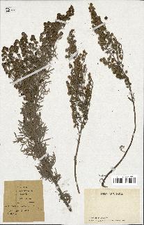 spécimen de Artemisia arborescens