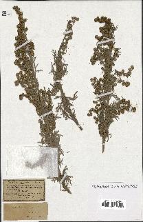 spécimen de Artemisia arborescens