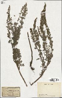 spécimen de Artemisia absinthium