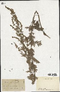 spécimen de Artemisia absinthium