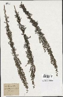 spécimen de Artemisia pontica