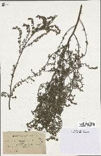 spécimen de Artemisia maritima