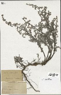 spécimen de Artemisia maritima