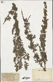 spécimen de Artemisia absinthium