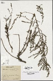 spécimen de Artemisia variabilis