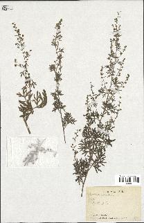 spécimen de Artemisia absinthium