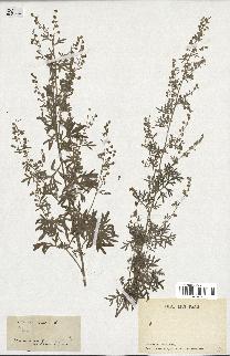 spécimen de Artemisia absinthium