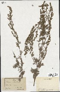 spécimen de Artemisia absinthium