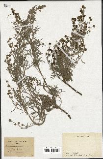 spécimen de Artemisia arborescens